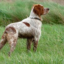 TR. CH. Indy Du petit odon